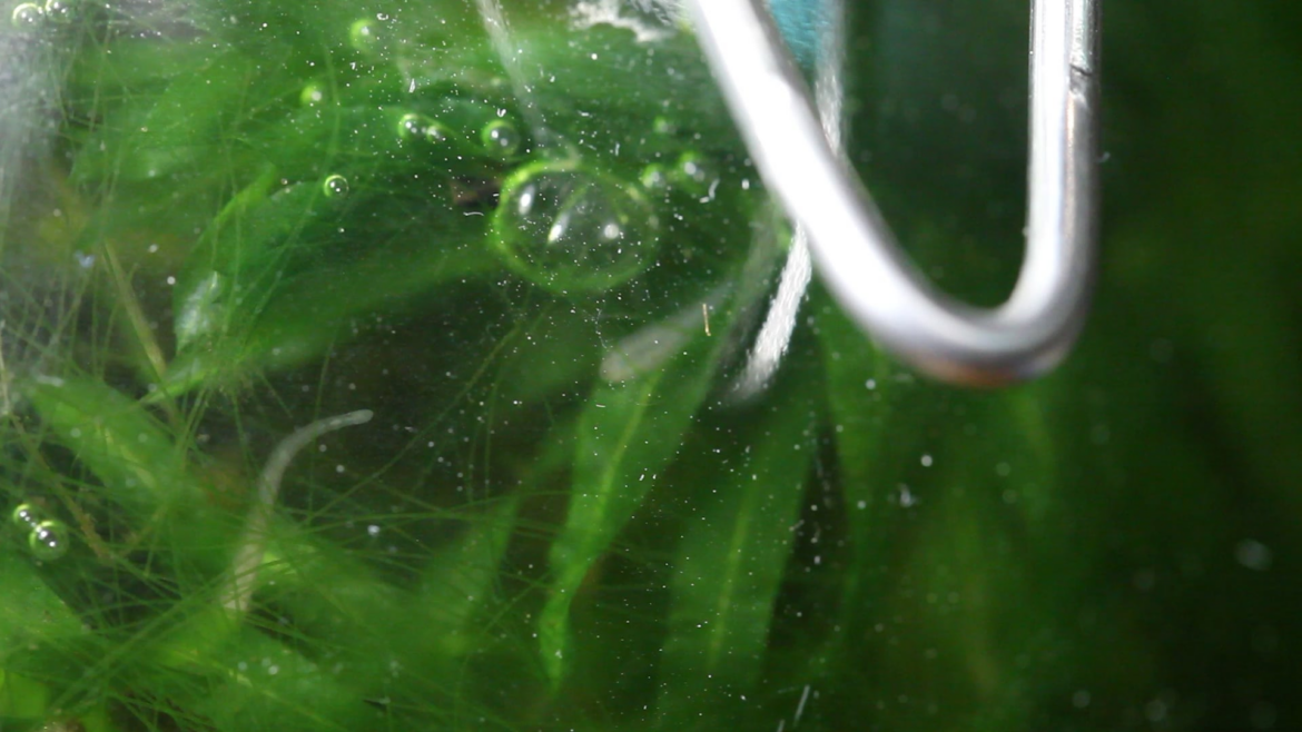 Neat video of my leeches :-)