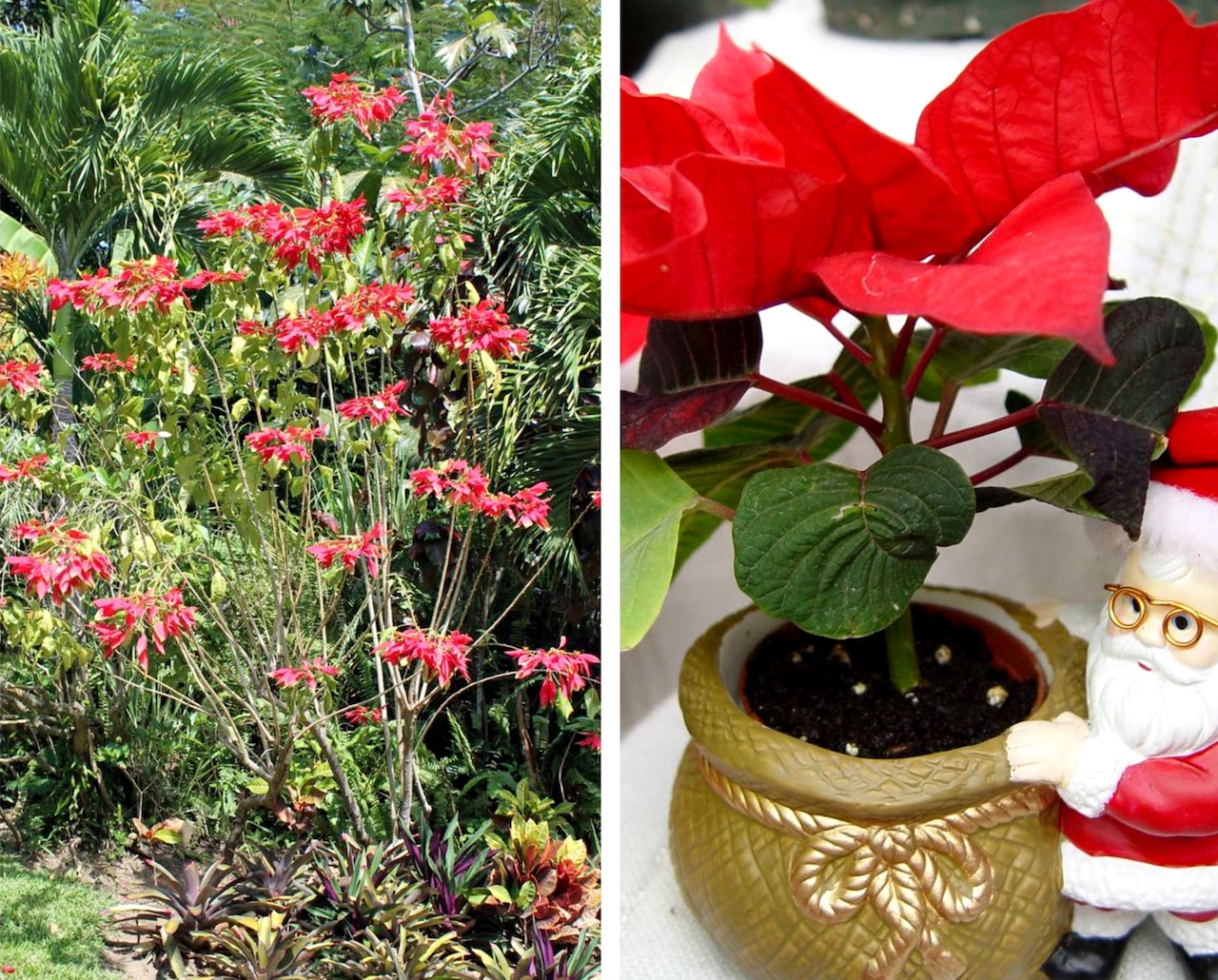 Tropical trees tamed