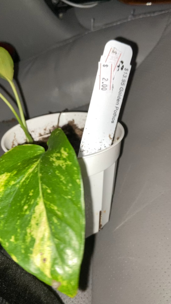 Found this in a plant store's "sale" area, how's it looking?