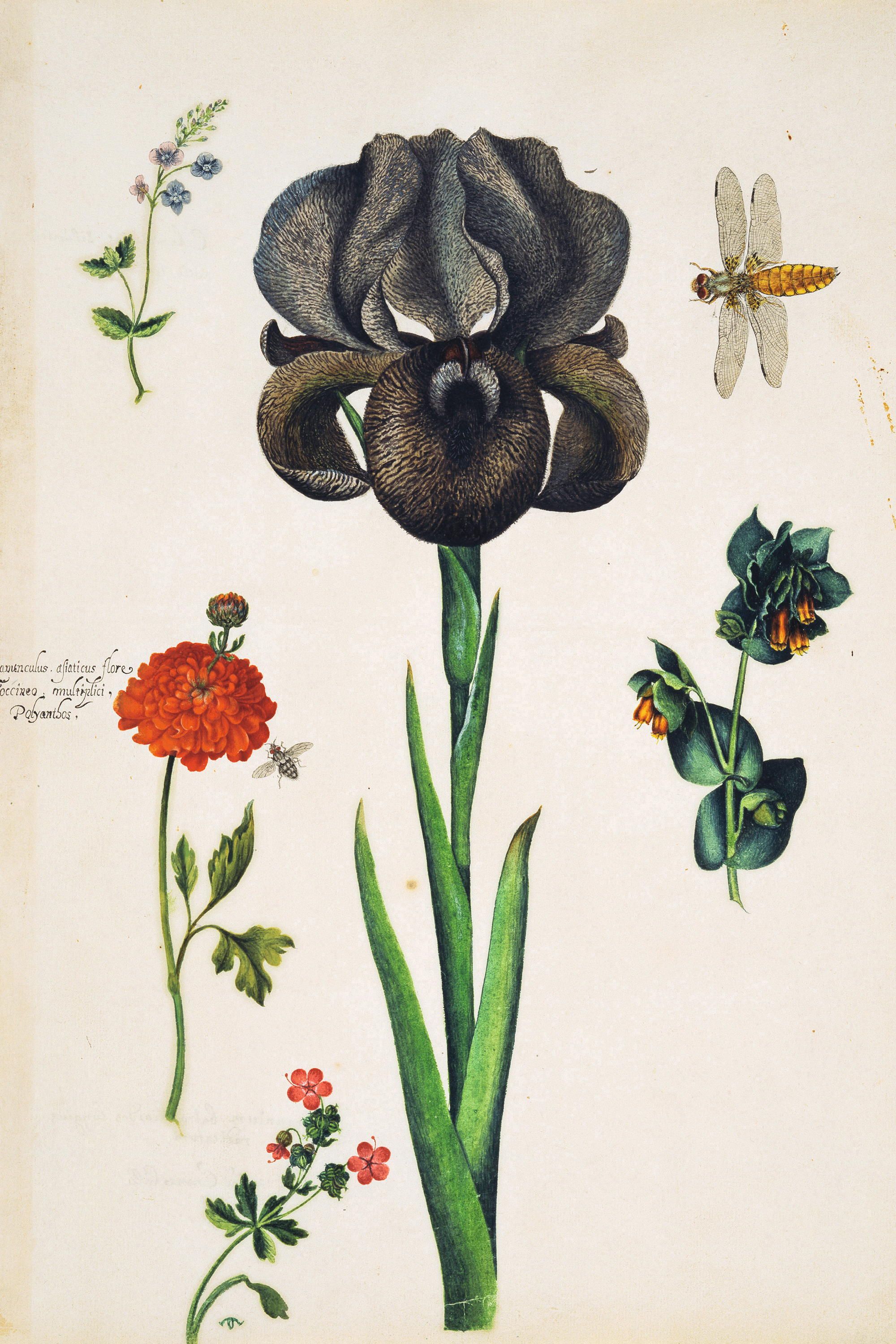 Paintings of Alexander Marshal