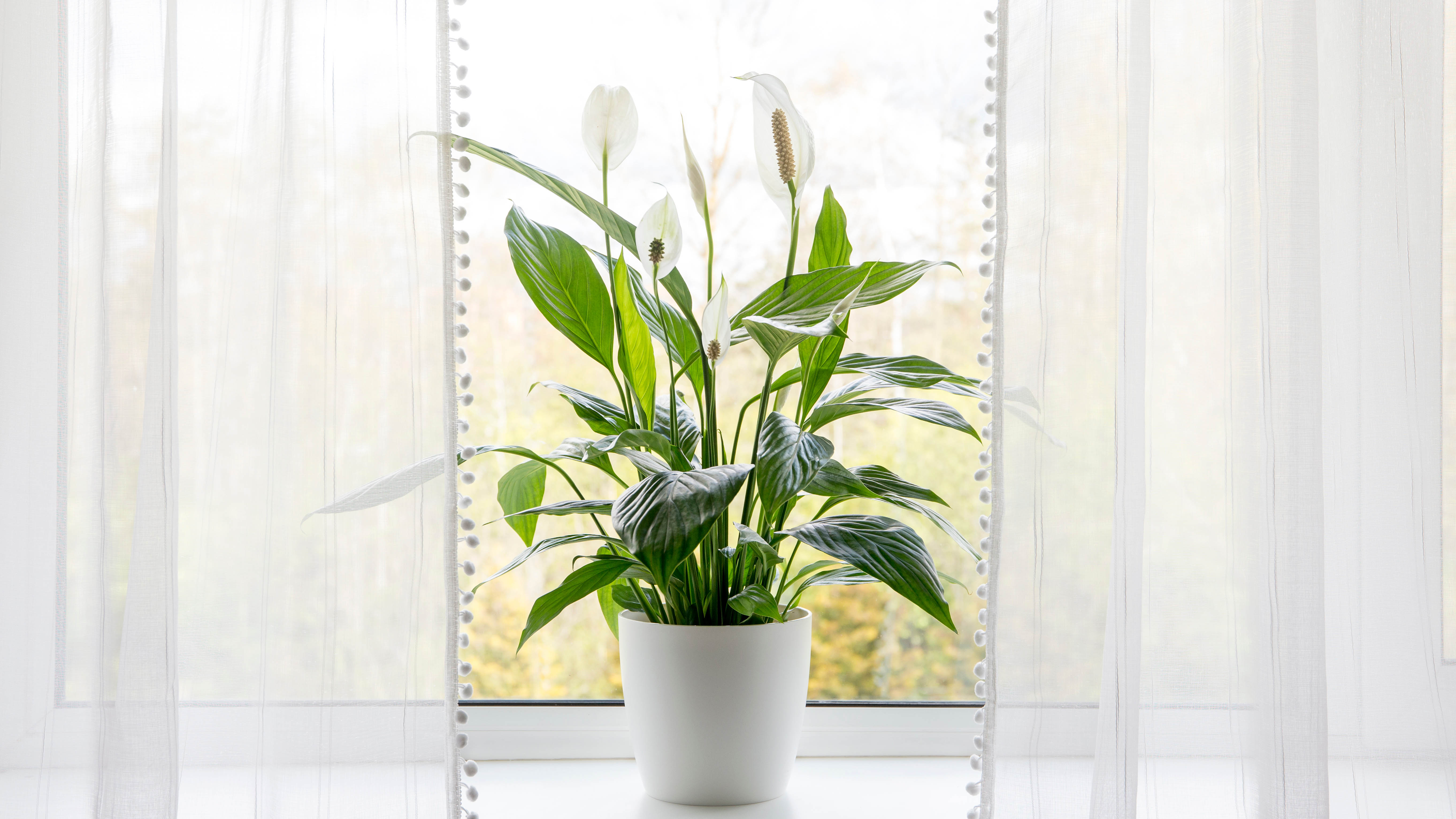 Peace lily plant by window