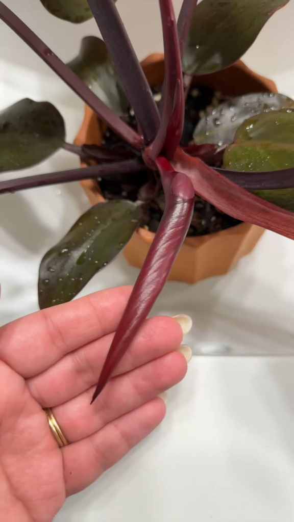 Is this an inflo?? And confirm ID?