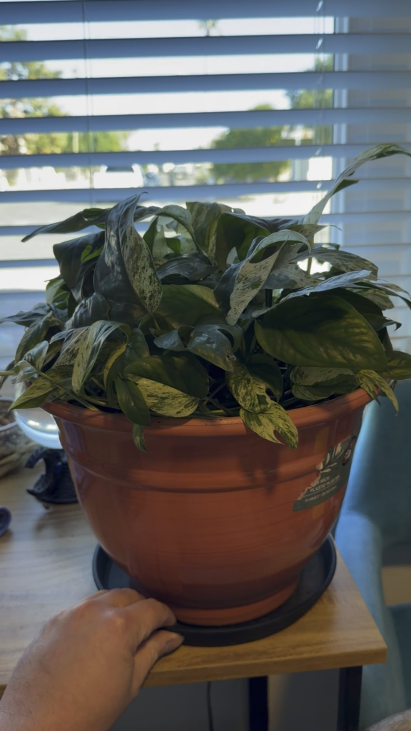 My favourite pothos