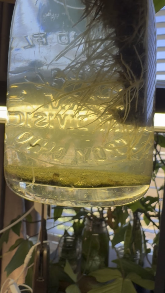 What is living in my prop bottle?!