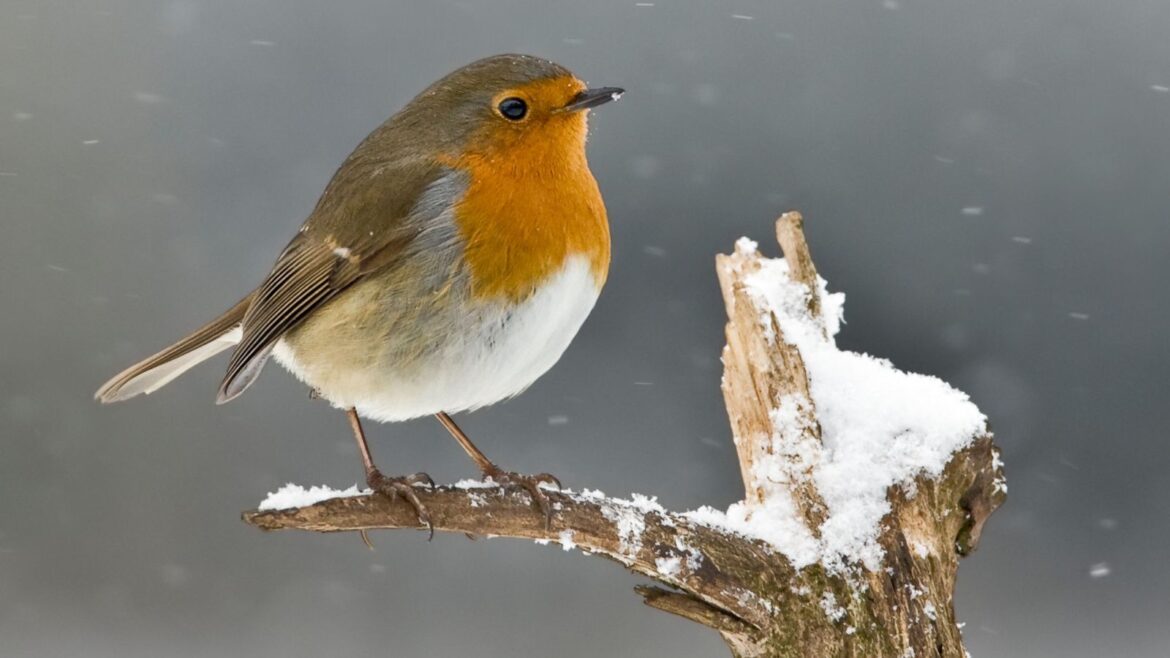 Winter hack: tennis balls on the lawn for birds in winter Robin on snowy branch
