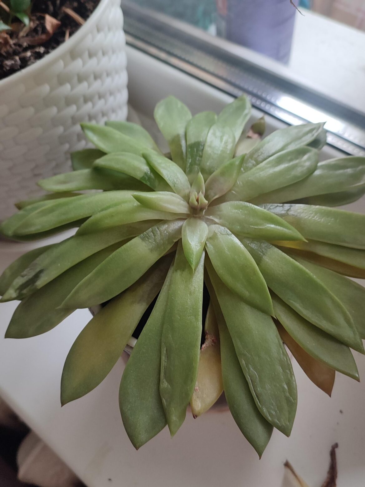 My echeveria died suddenly. My echeveria died suddenly.