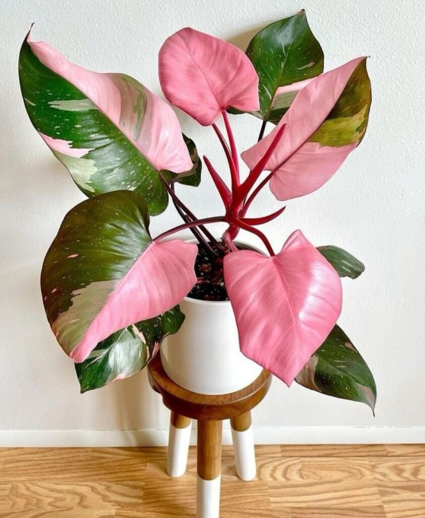 I love watching its process, from being completely green to this dazzling pink