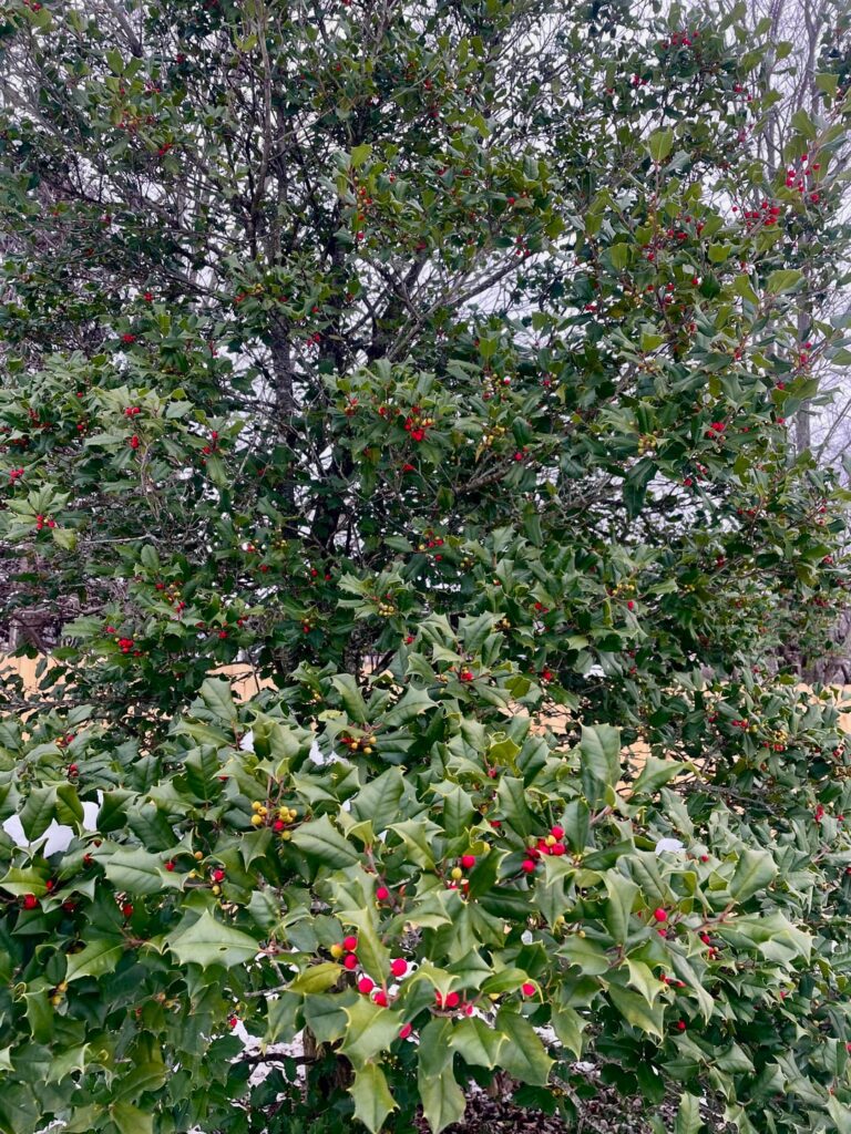 My american holly showing off