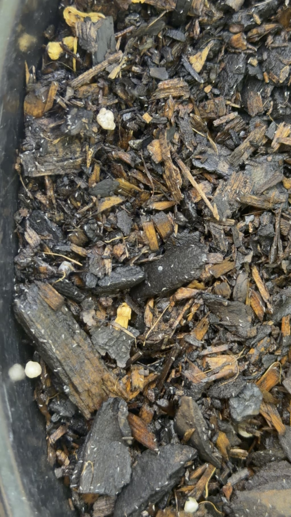 I’m rooted aren’t I?