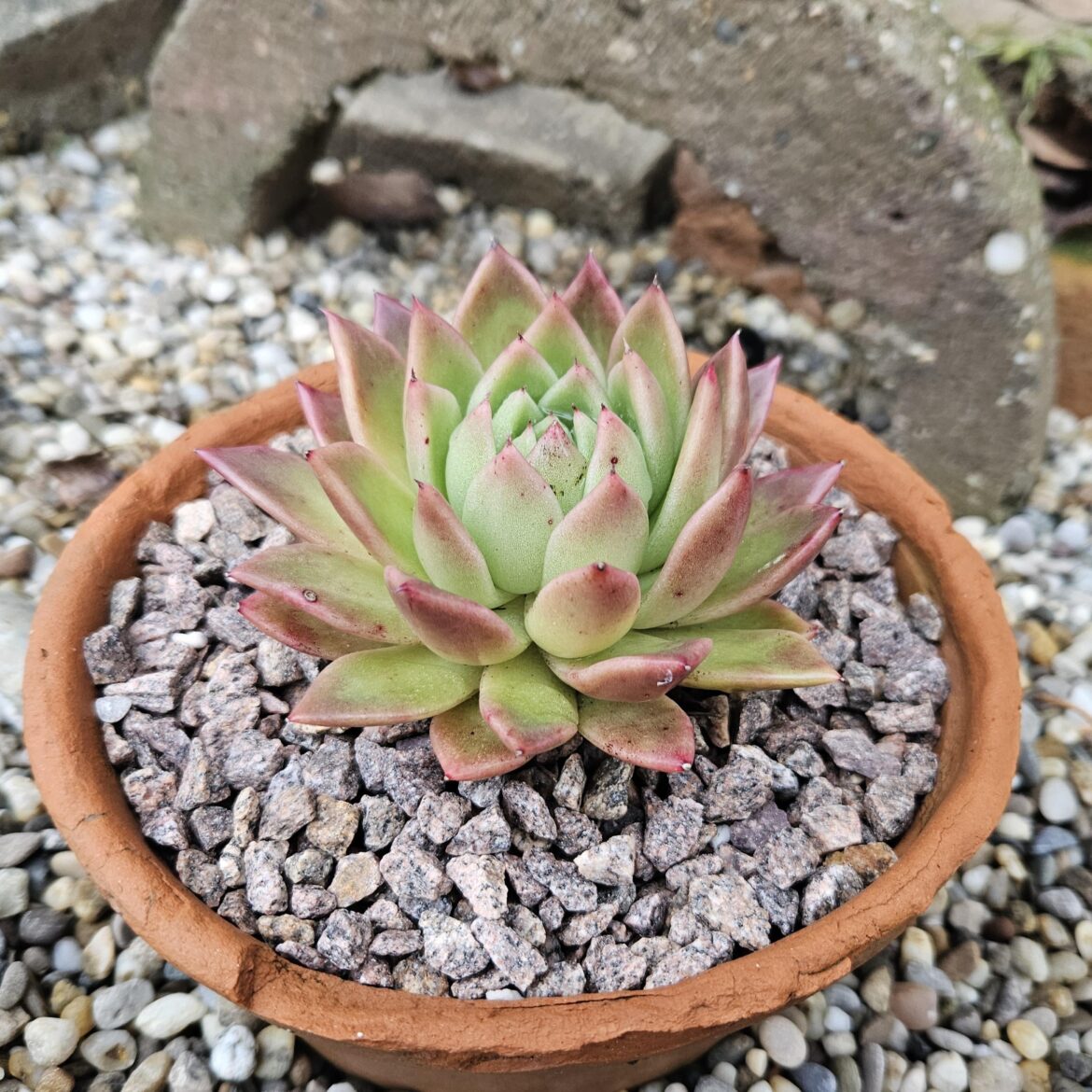 Echeveria Agavoides currently half-sheltered in zone 8a