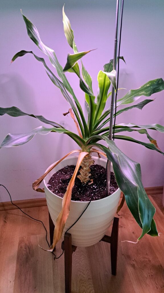 What plant is this? Yucca, Dracaena, or something else?