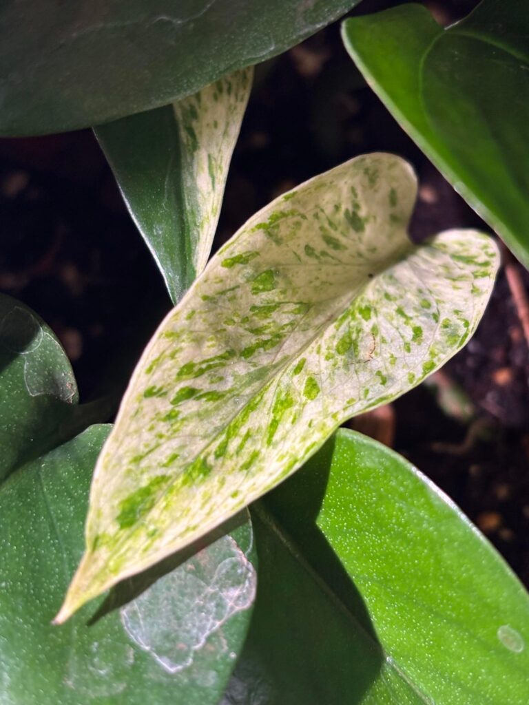 If you’ve been questioning getting grow lights… get one!!!