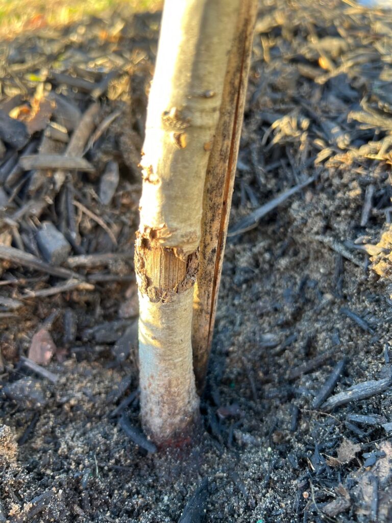 Should my mom replace this young red oak? Should my mom replace this young red oak?