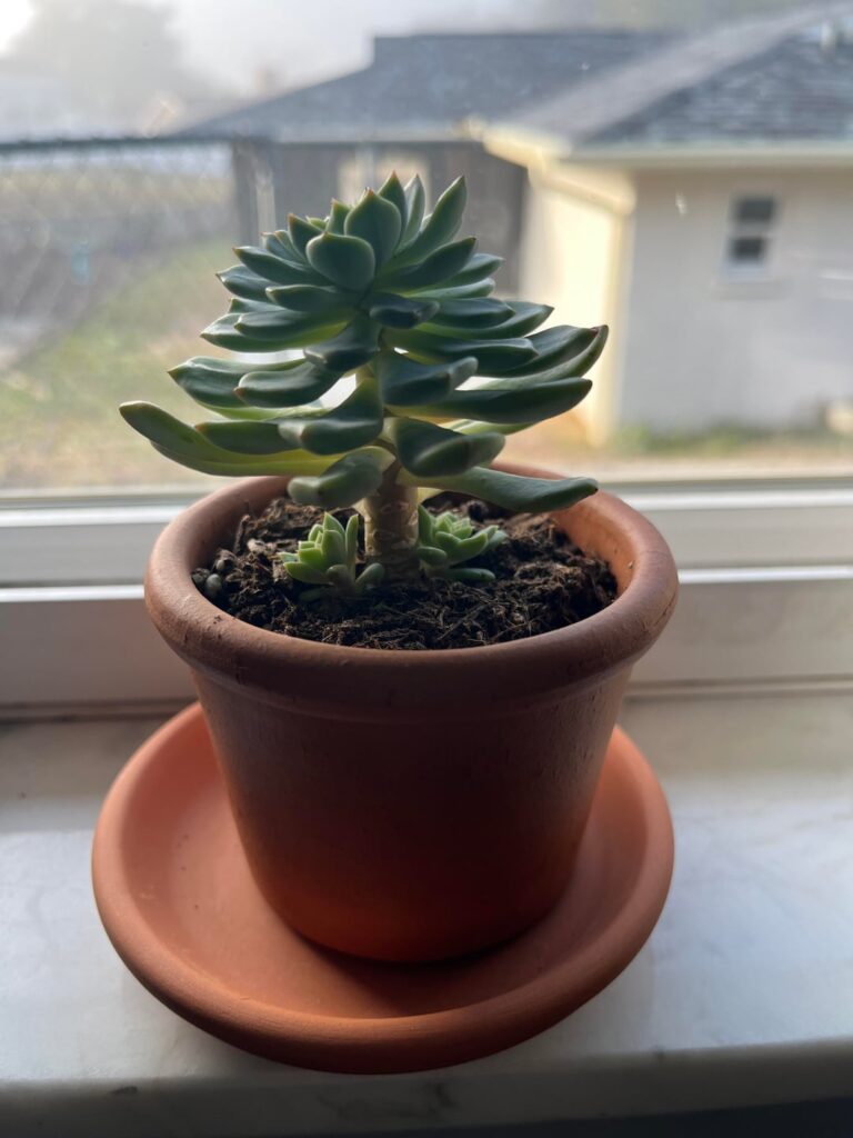 Just proud of my succulent :)