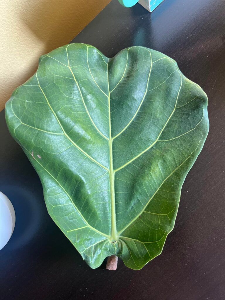 Leaves dropping at the bottom