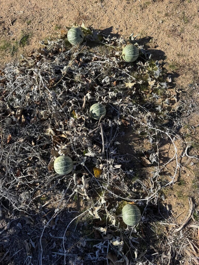 Mystery melon on our property