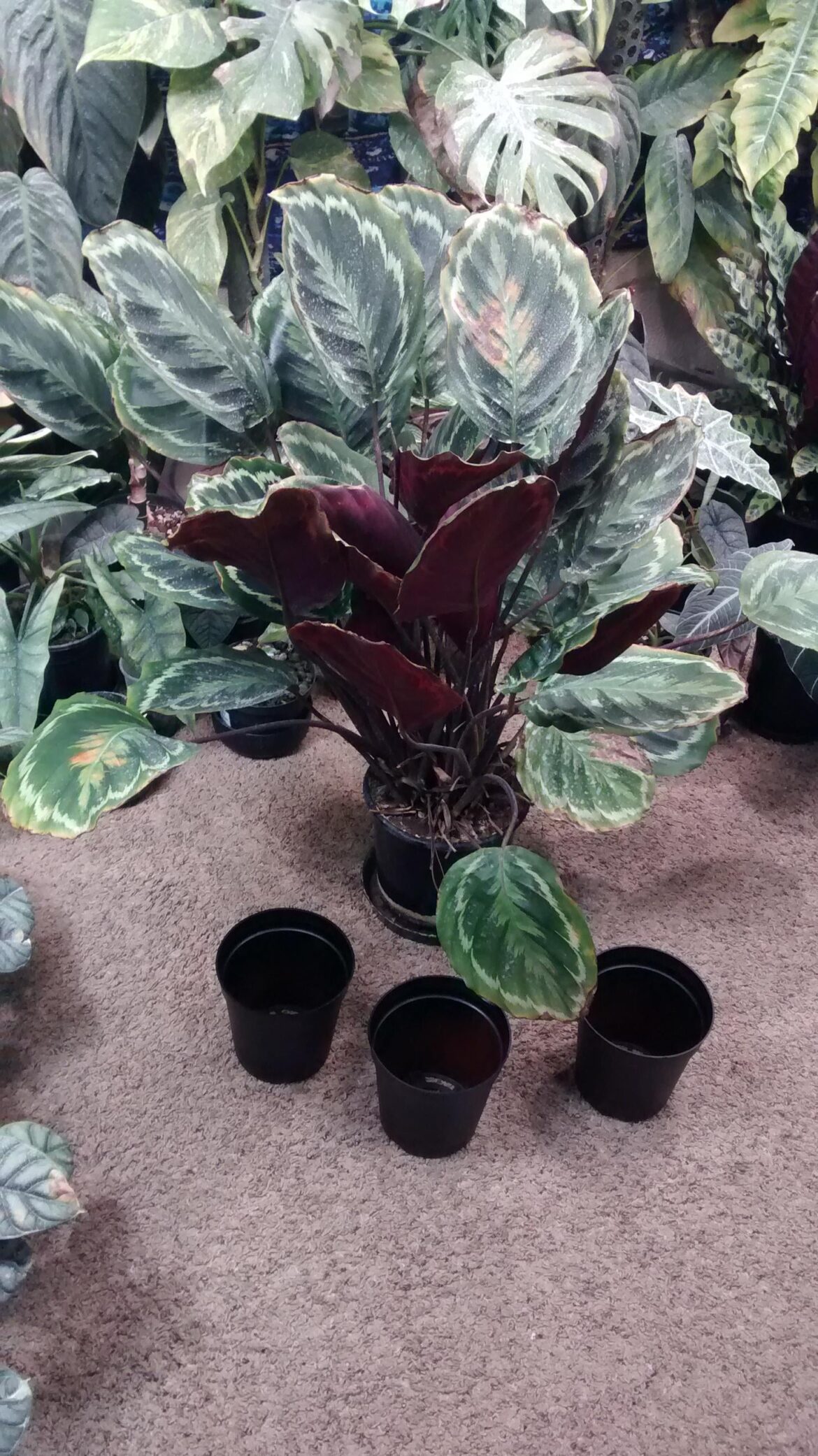 guess what i'm doing tomorrow? ;-p