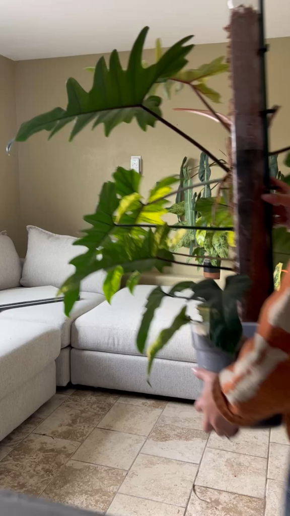 Philodendron Florida Beauty x Mayoii