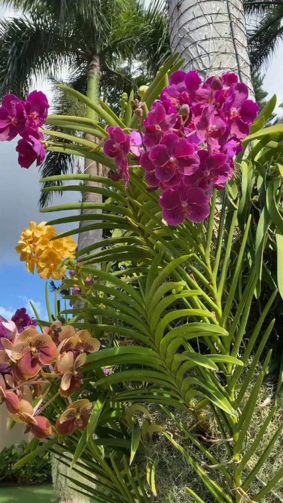 Gorgeous Vandas! (Not mine)