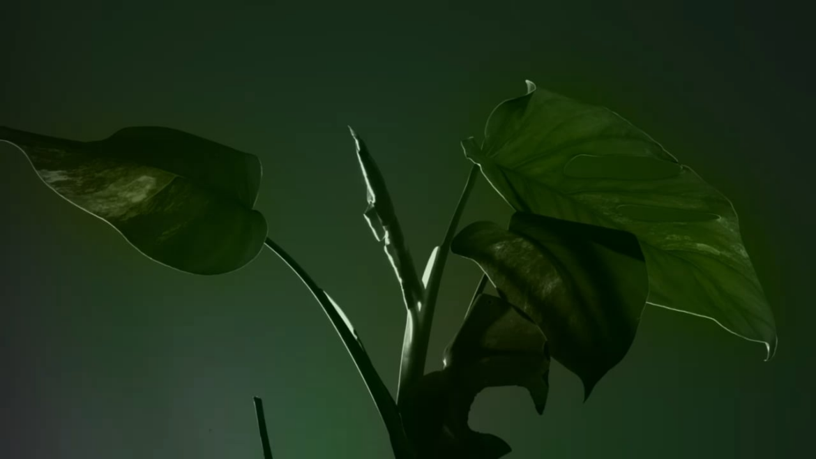 My first Monstera time lapse.