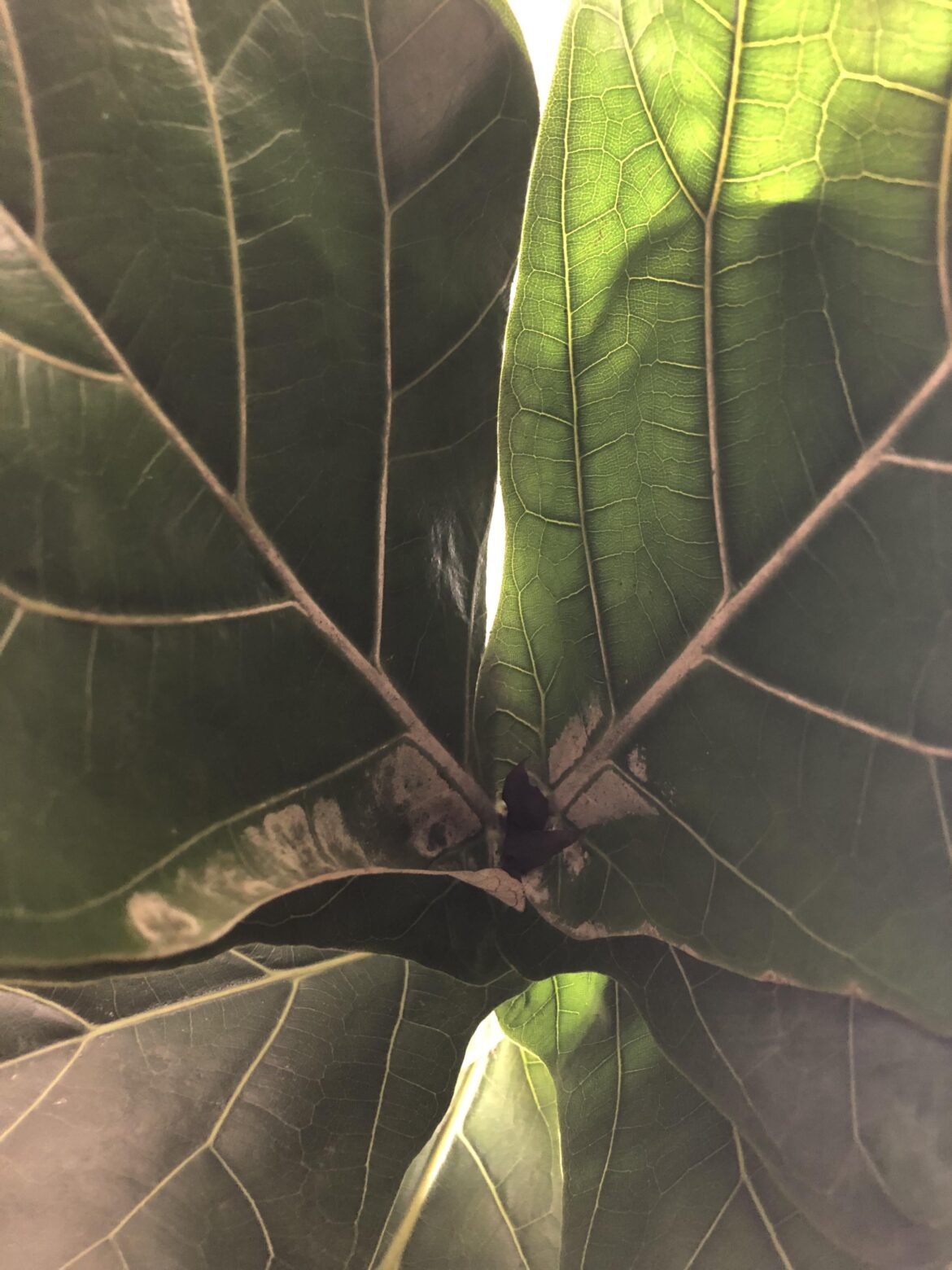 What’s happened to my FLF What’s happened to my FLF