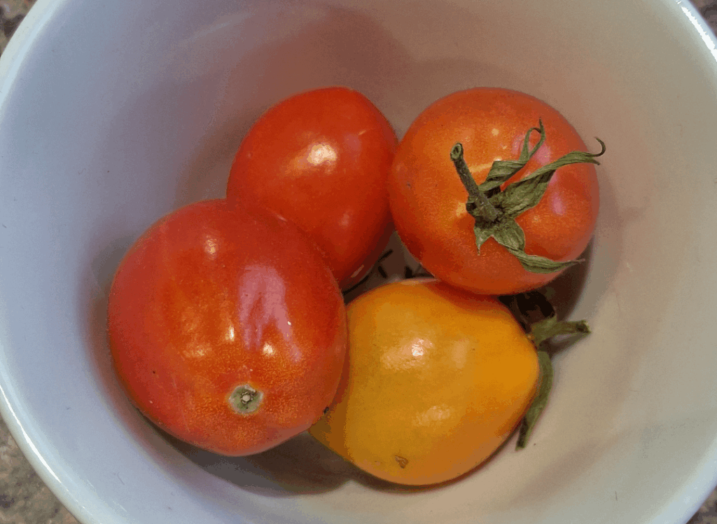 Last 4 tomatoes finally ripened, 15th Dec. Anyone else had a great year for toms?