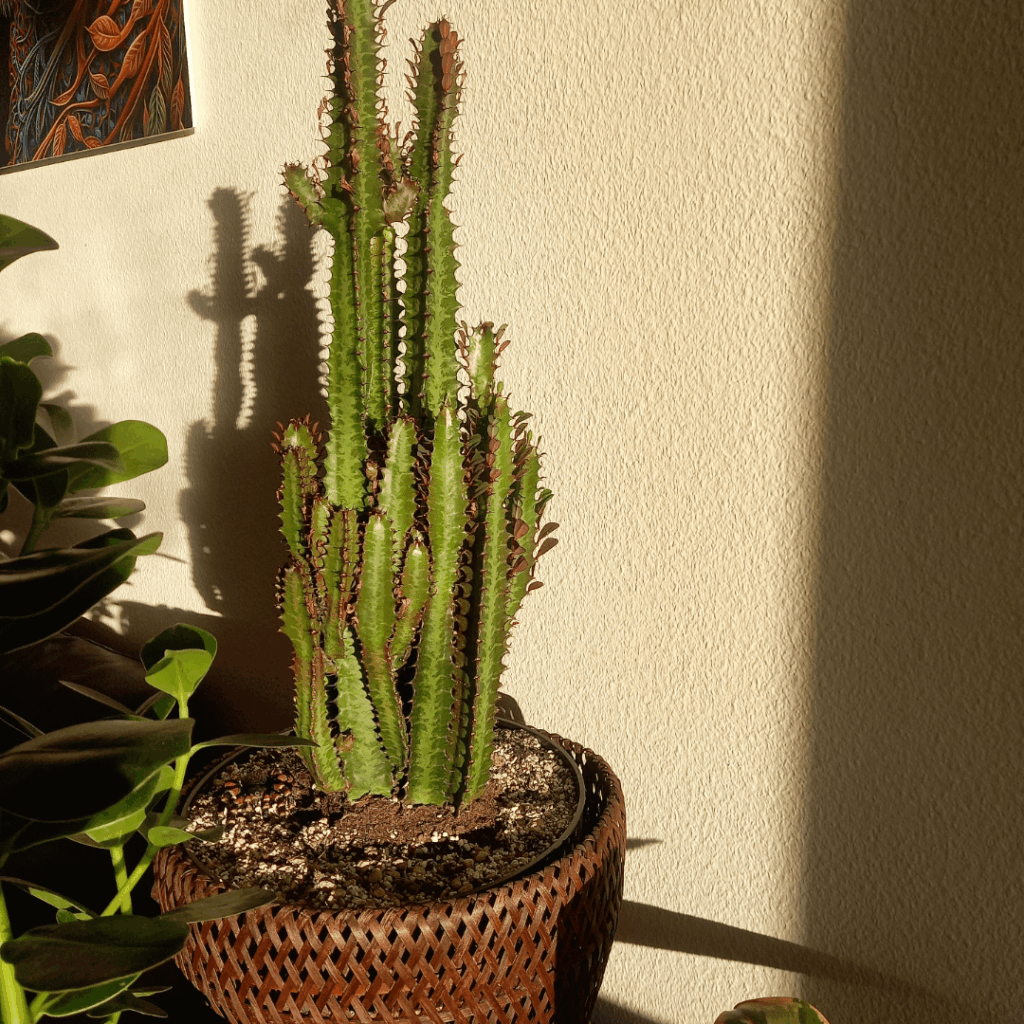 Finally a nice sunny morning for my Euphorbia Trigona Rubra after several days with only rain and clouds 🥳☀️