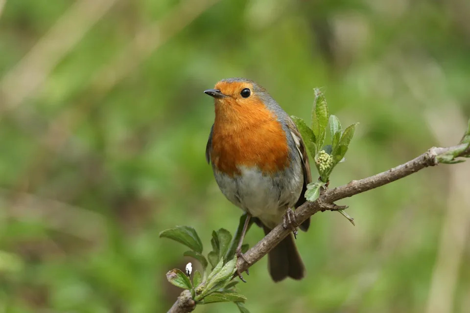 a robin (erithacus rubecula) perched on a branch of a elderberry tree in bud.