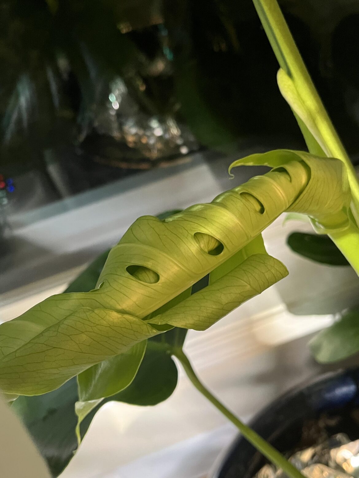 First inner fenestrations 🥰🥰