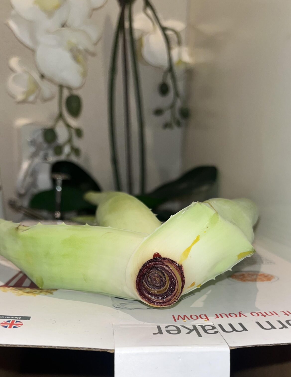 Is this plantable or should u wait some more?