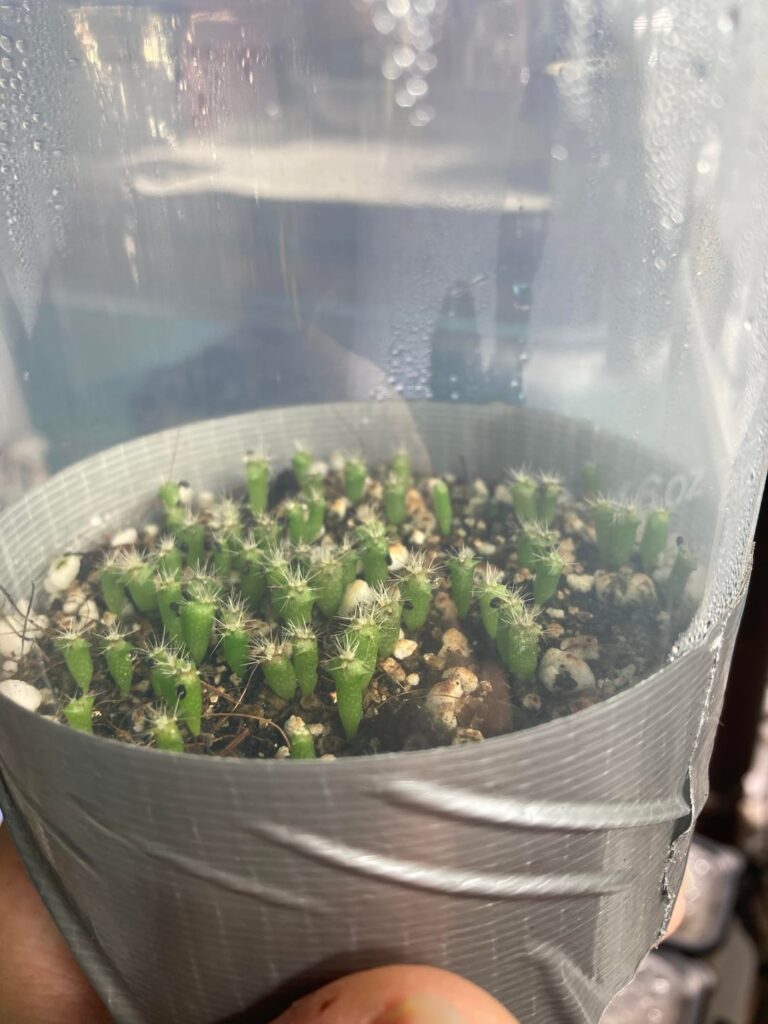 Seed progress