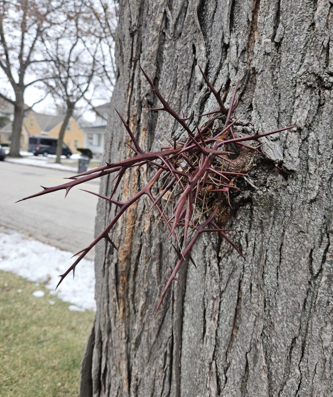 Red Thorny Growth on a Tree by my House