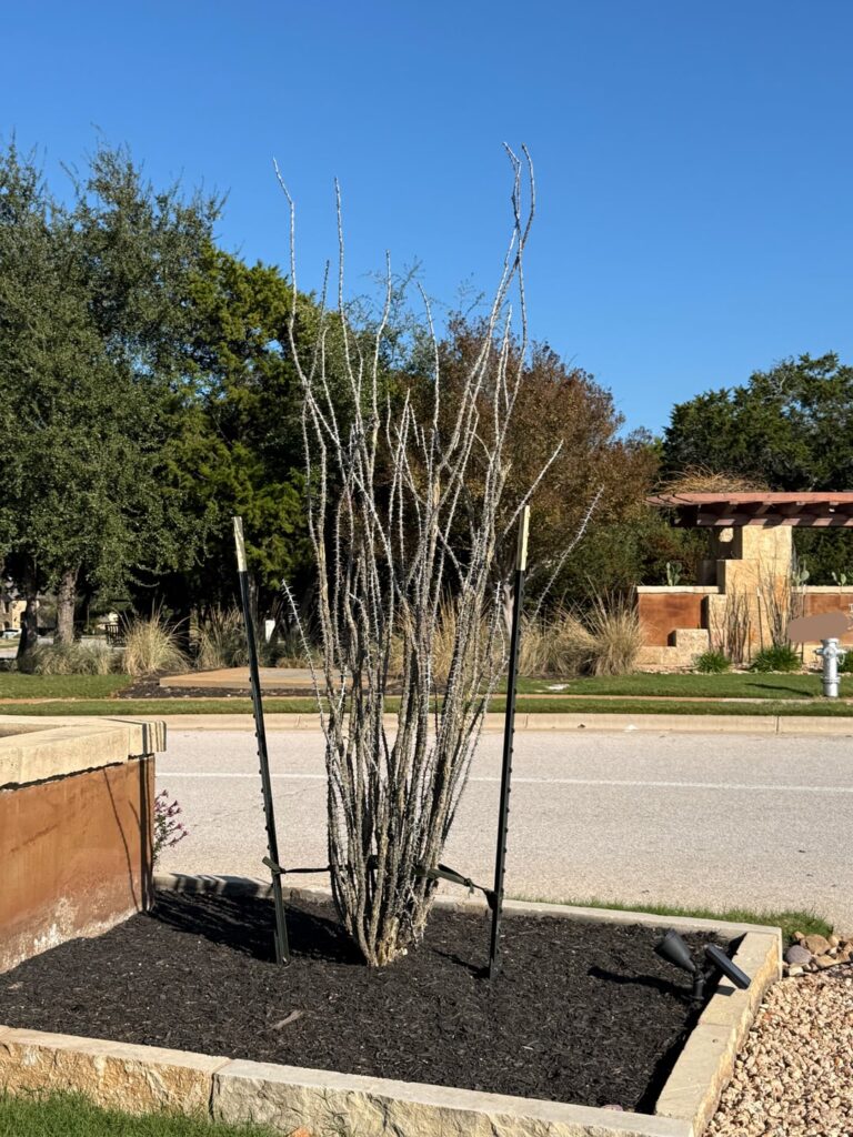 Ocotillo winter? Ocotillo winter?