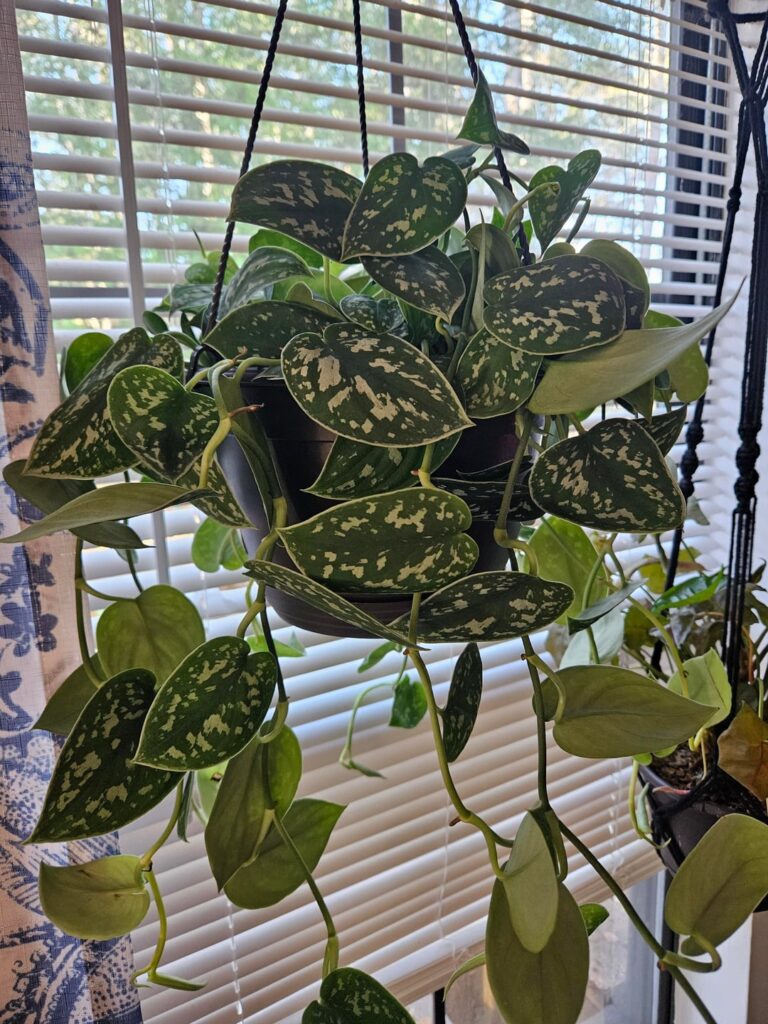 Wanted to share my new addition