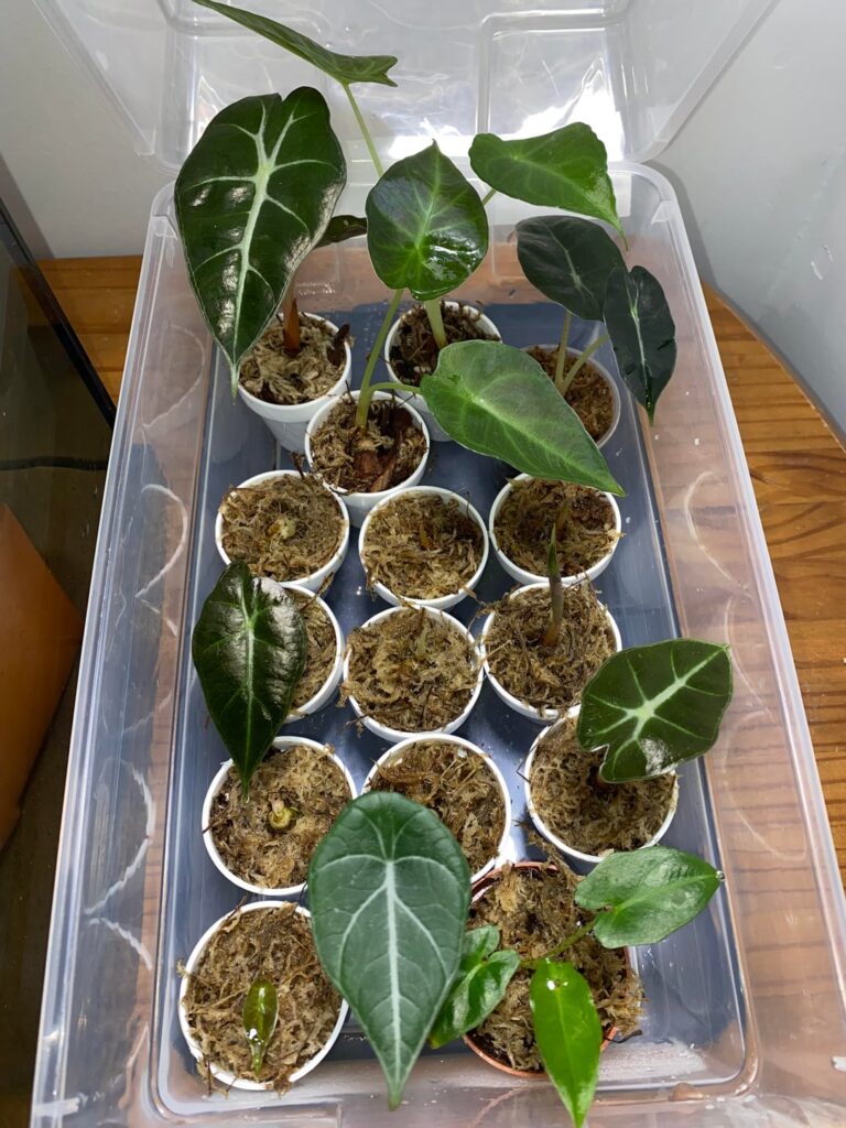 I over estimated how difficult it was to grow corms and I’ve amassed a collection bigger than what my setup can accommodate