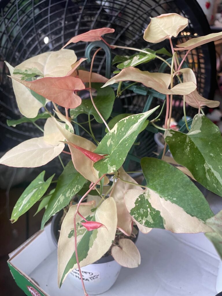 variegated fallopia multiflora advice variegated fallopia multiflora advice