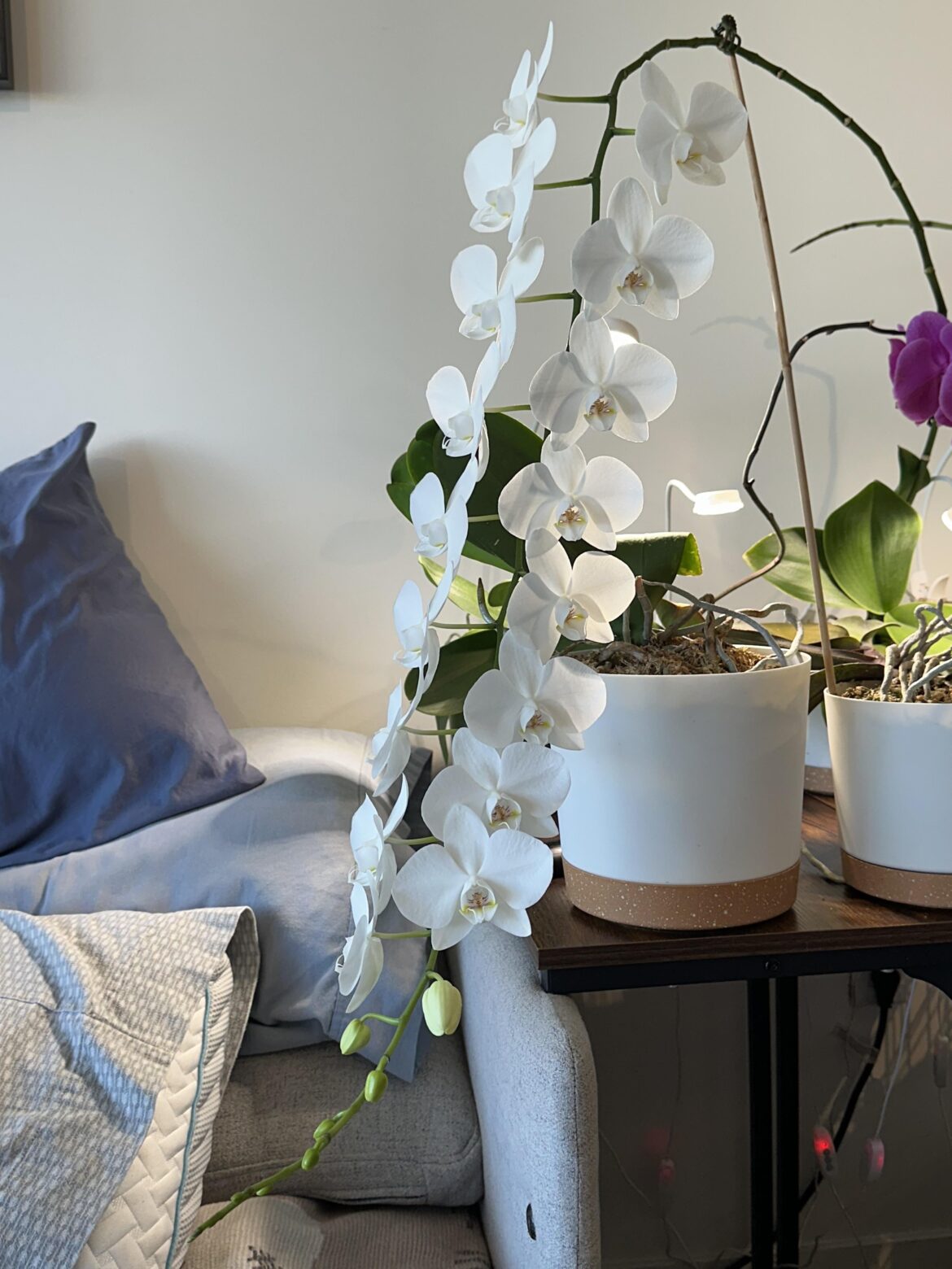 What’s the most flowers you’ve gotten on a single spike?