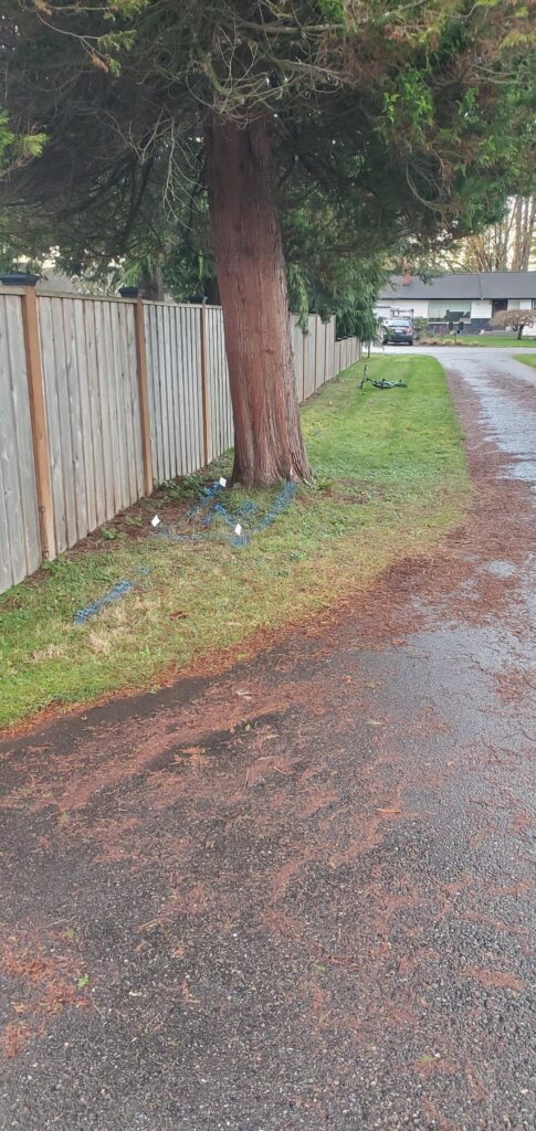 Busted water pipe under a cedar