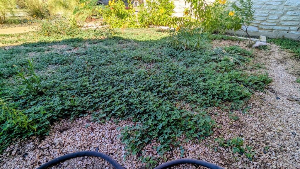 Bluebonnets and other natives naturally sprout right now