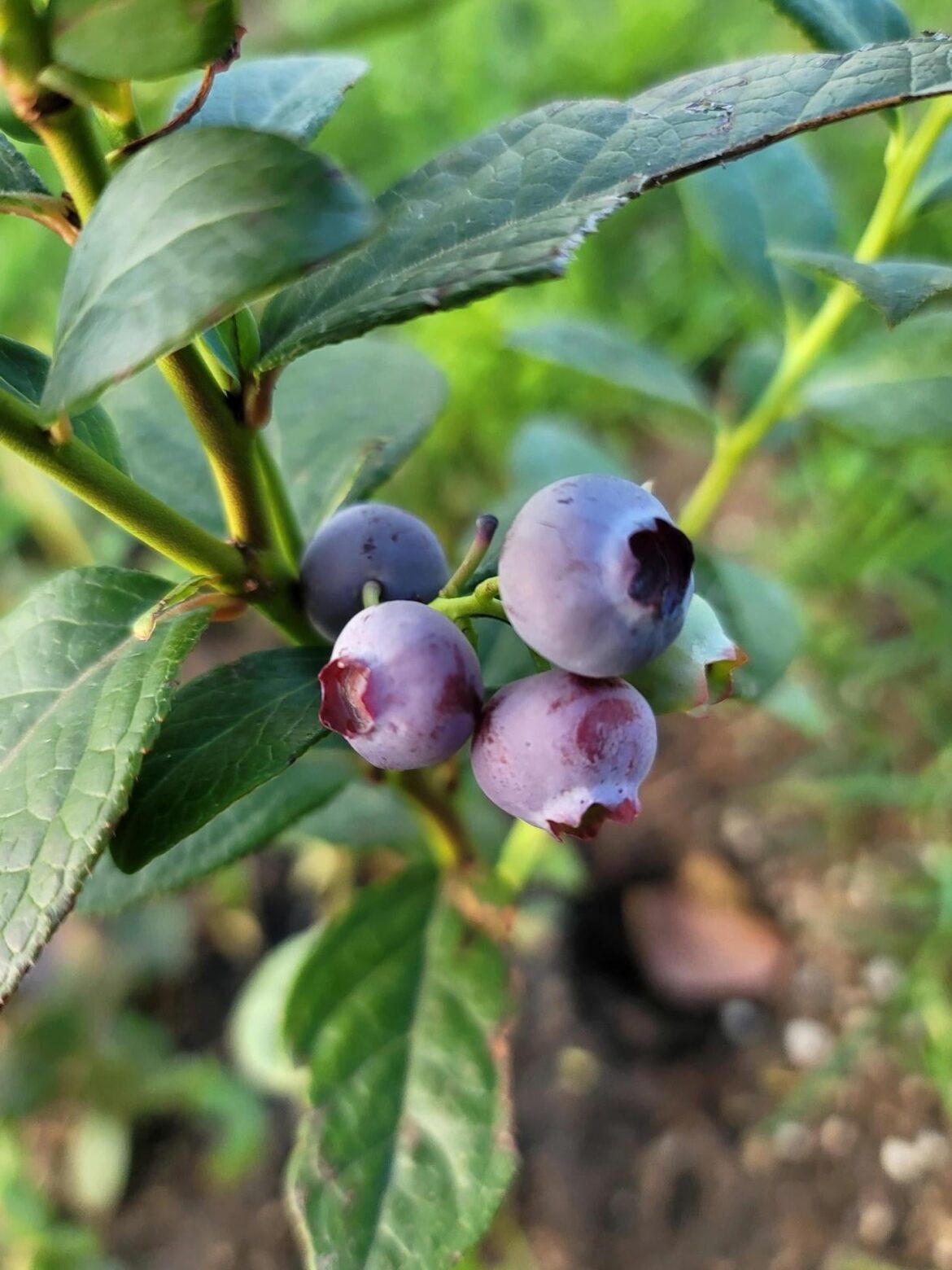 My first ever blueberry