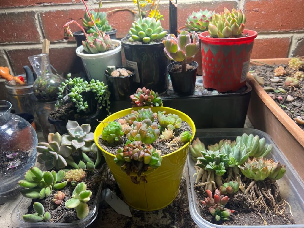 Some new additions to the fam!