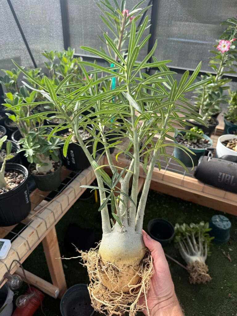 Adenium Somalense ‘nova Tanzania’