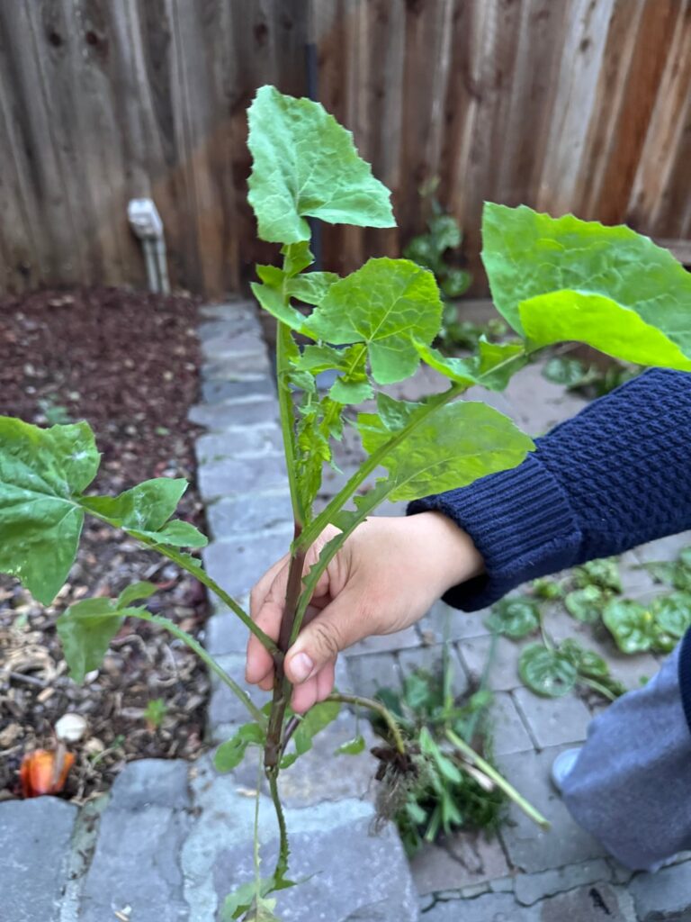 Found in vegetable garden of house we just bought