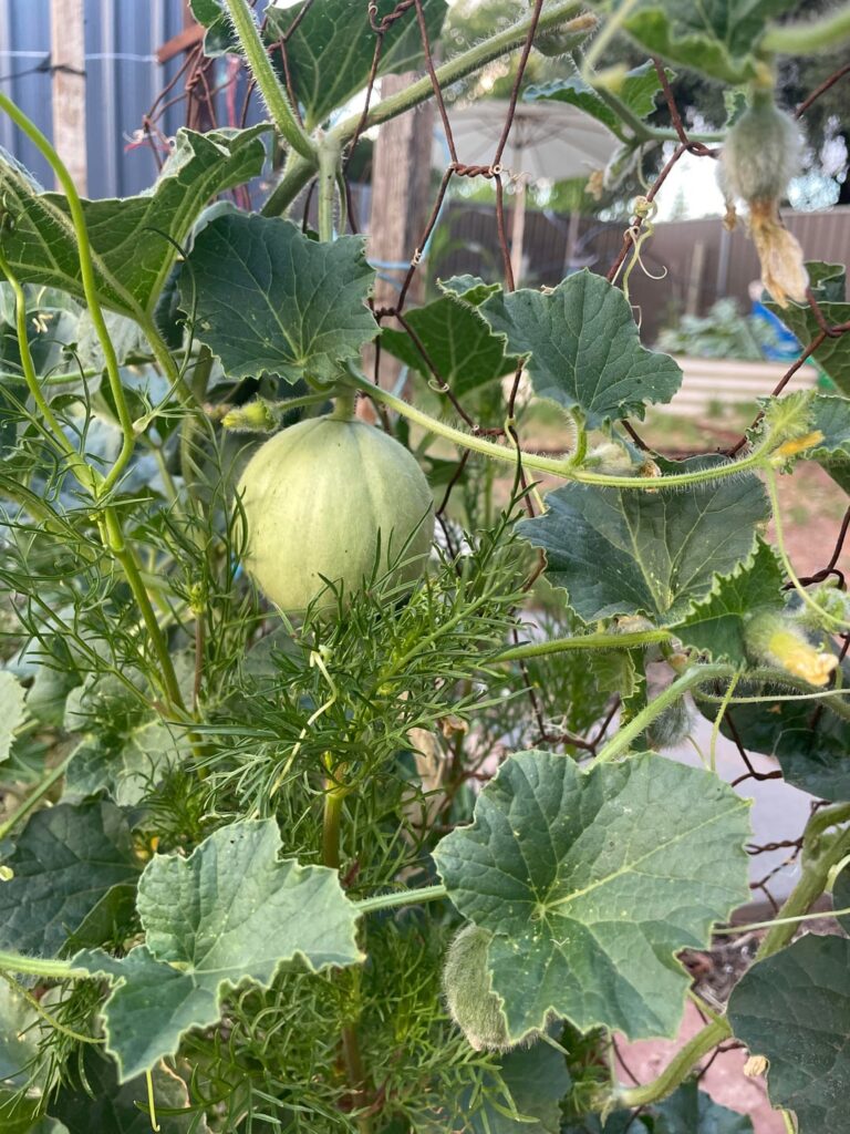 What is this melon