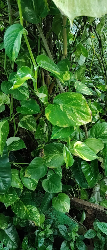 Growing in Pulau Ketam, Malaysia