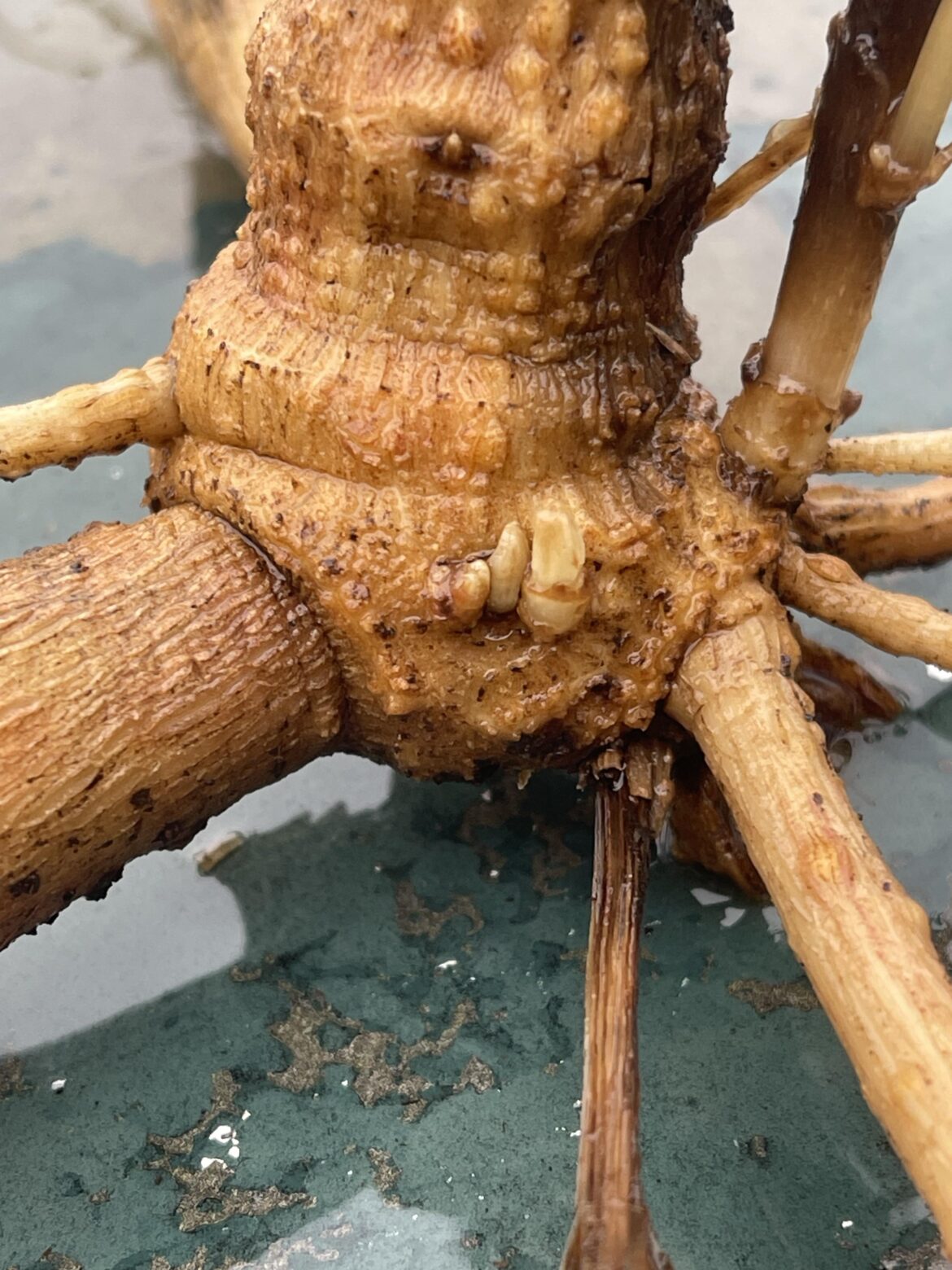 I found another one, not far from the first.