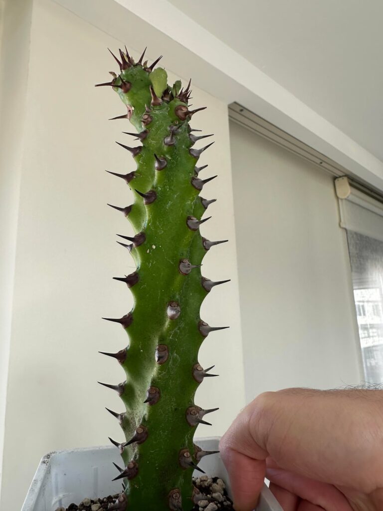 What euphoria is this magnificent plant?