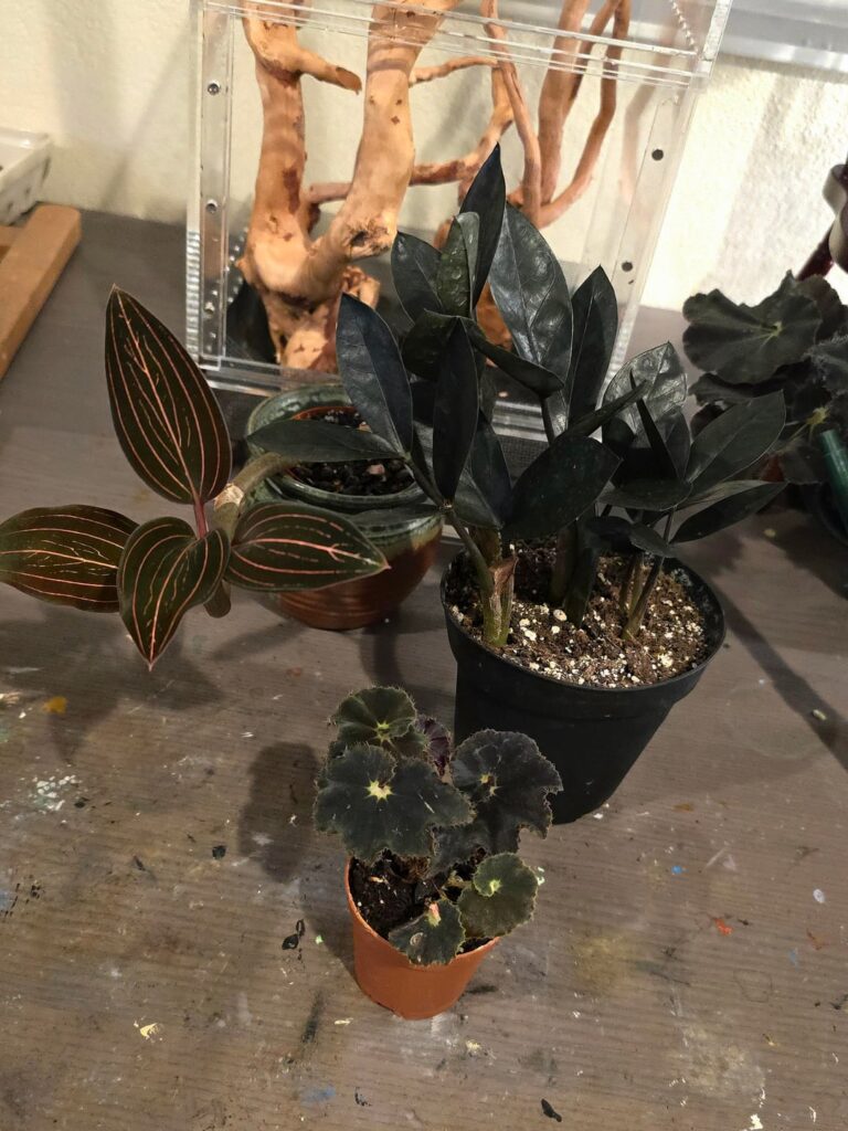 GOTH QUESTION: Any reason these plants should not be used for a jumping-spider enclosure ?