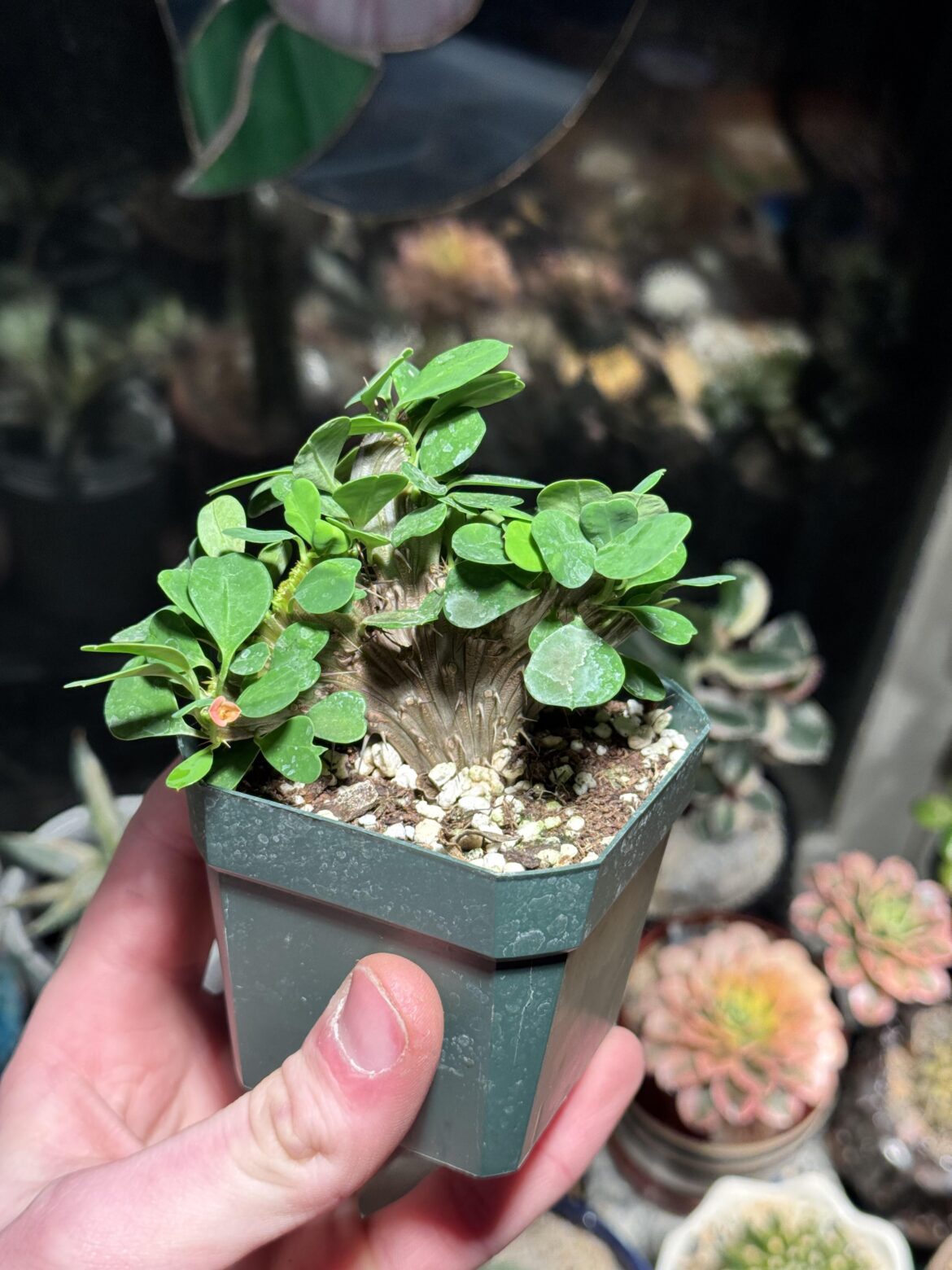 Euphorbia milii cristata