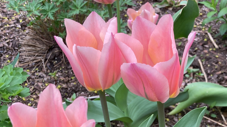 Pink and orange 'Albert Heijin' tulips in bloom